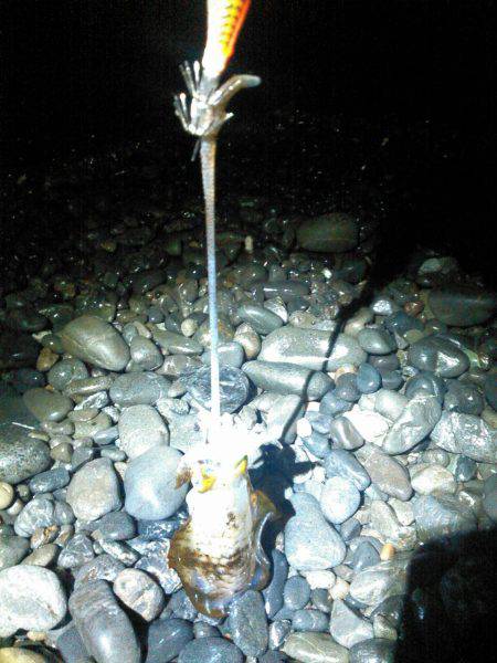 焼津　石津浜アオリイカエギング